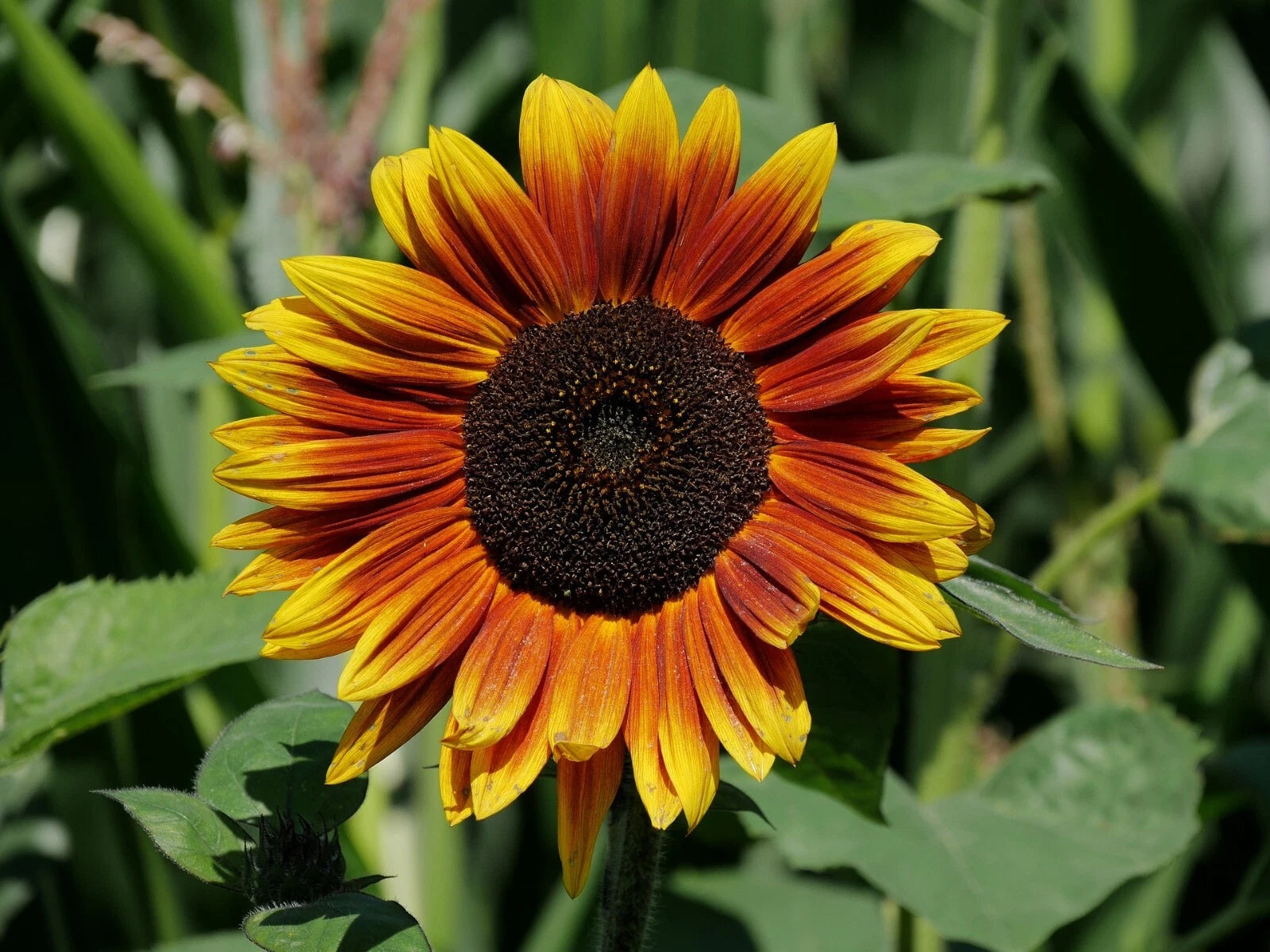 Indian Blanket Sunflower Seeds - 50 Fresh Seeds - Bright Yellow & Red Blooms - Gaillardia pulchella