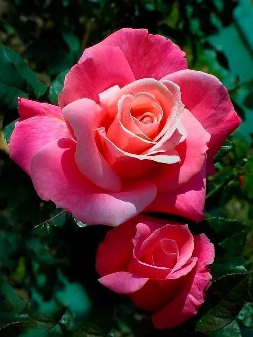 Hybrid Tea Rose Bareroot Plant - First Prize - 2 Years Old - AARS Award Winner - Rosa 'First Prize'
