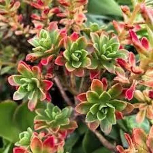 Aeonium Spathulatum Succulent Seeds - 20 Count for Planting - Drought-Resistant, Easy Care, Green Foliage
