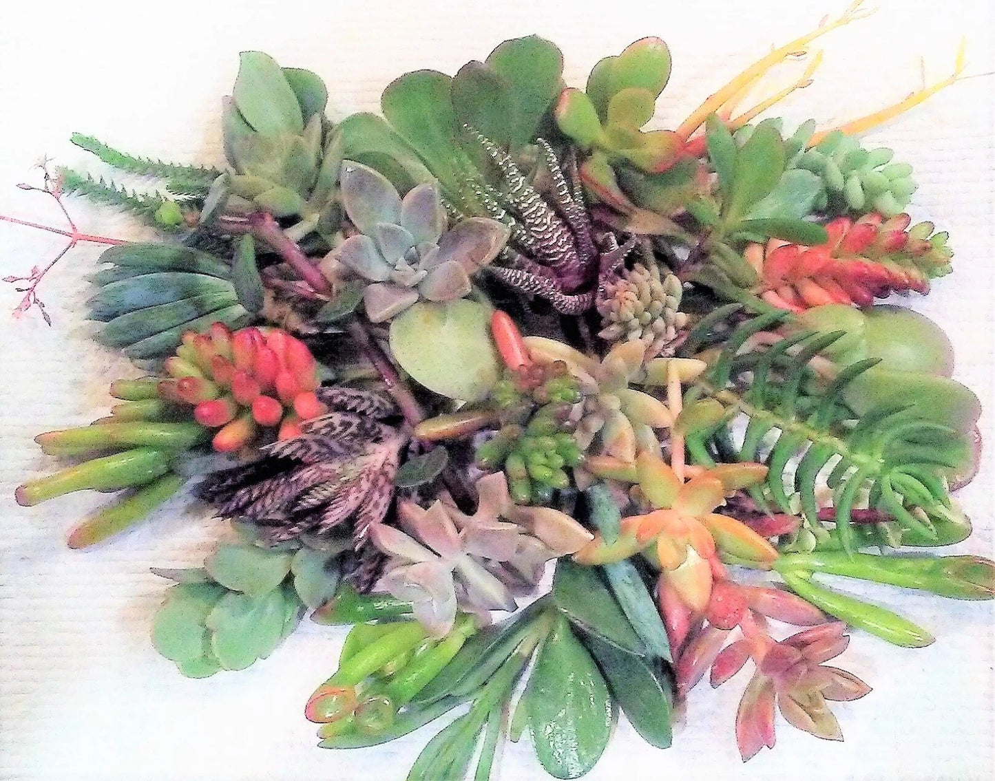 20 Fresh Succulent Cuttings - 10 Varieties, 2-5" - Healthy Succulents for Planting, Crafting, or Home Decor