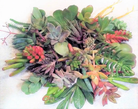 20 Fresh Succulent Cuttings - 10 Varieties, 2-5" - Healthy Succulents for Planting, Crafting, or Home Decor