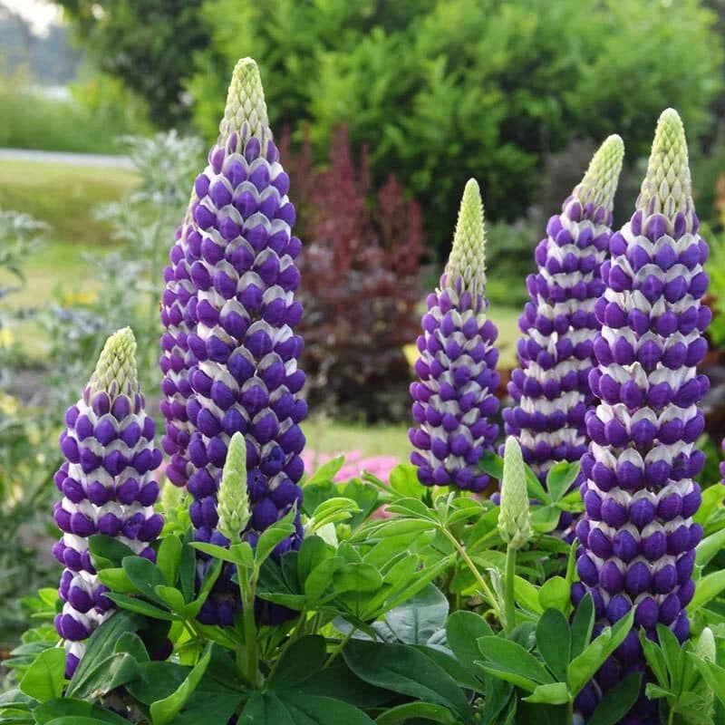 Blacksmith Lupine Seeds - 25 Perennial Flower Seeds - Hardy Flower Seeds (Lupinus) - US Seller