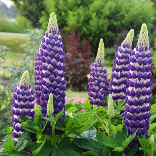 Blacksmith Lupine Seeds - 25 Perennial Flower Seeds - Hardy Flower Seeds (Lupinus) - US Seller
