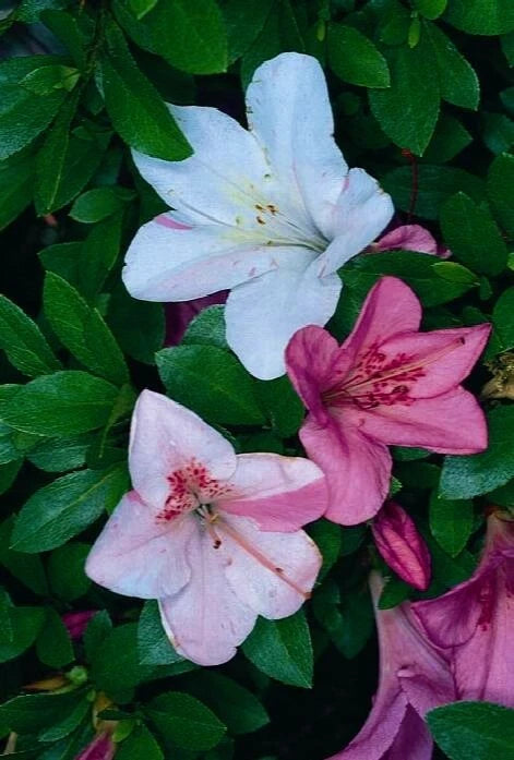 Azalea Starter Plant - TAMA NO HADA - Deciduous - 3 Colors - Rhododendron