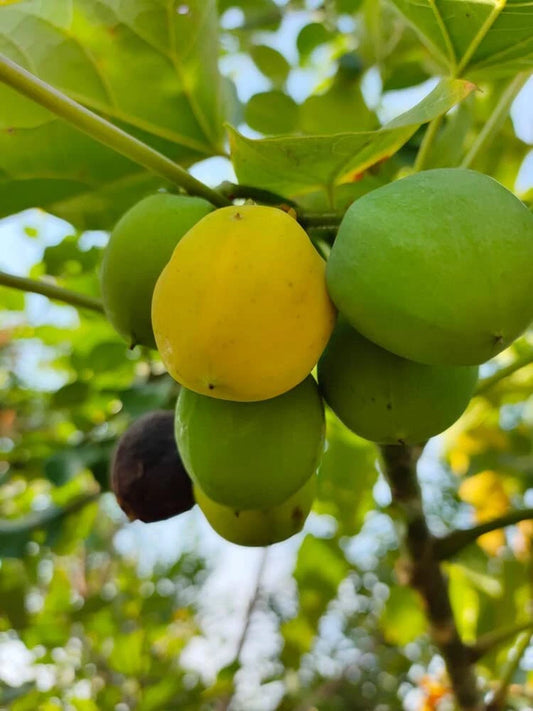 10 Barbados Nut Tree Seeds - Physic Nut - Jatropha curcas - Tropical, Hardy, Oil Seed Plant