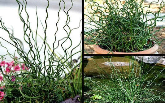 Big Twister Rush Live Starter Plant 12-20 inches Juncus effusus 'Big Twister' Ornamental Grass Aquatic Plant