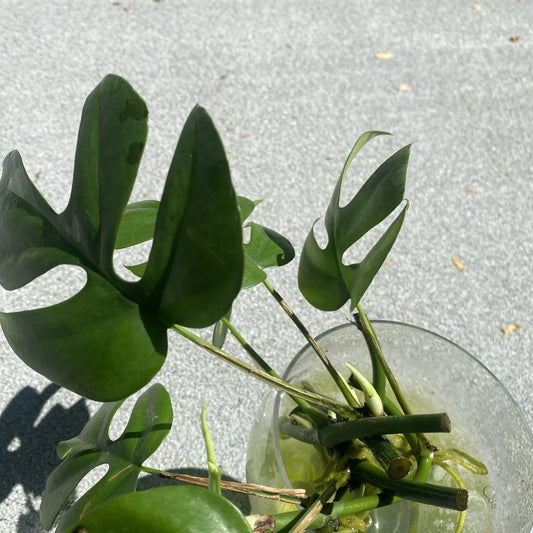Mini Monstera Minima Live Plants - Rooted Cuttings with New Shoots, AKA Ginny - Perfect for Indoor Decor