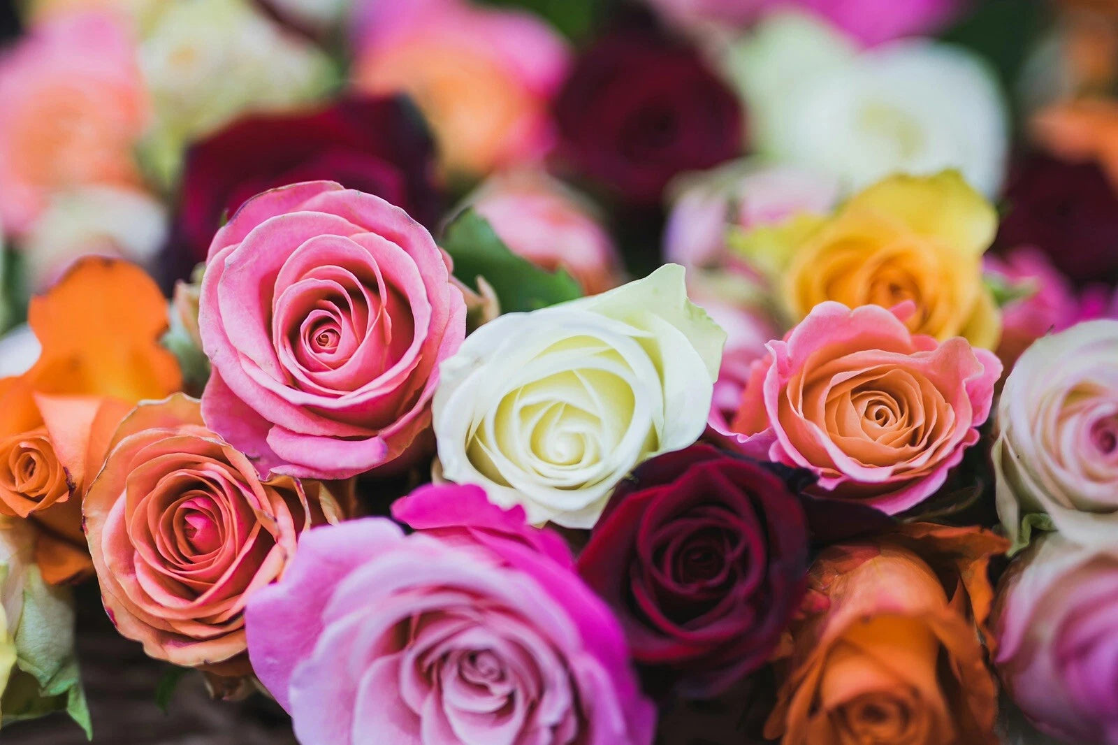 Mix Rose Seeds | Perennial Variety | Rosa | 5 Seeds | Rare Flowering Plants