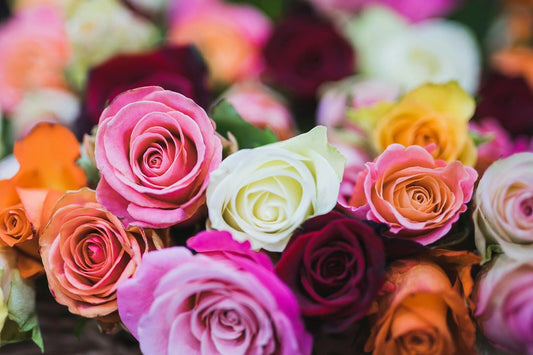 Mix Rose Seeds | Perennial Variety | Rosa | 5 Seeds | Rare Flowering Plants