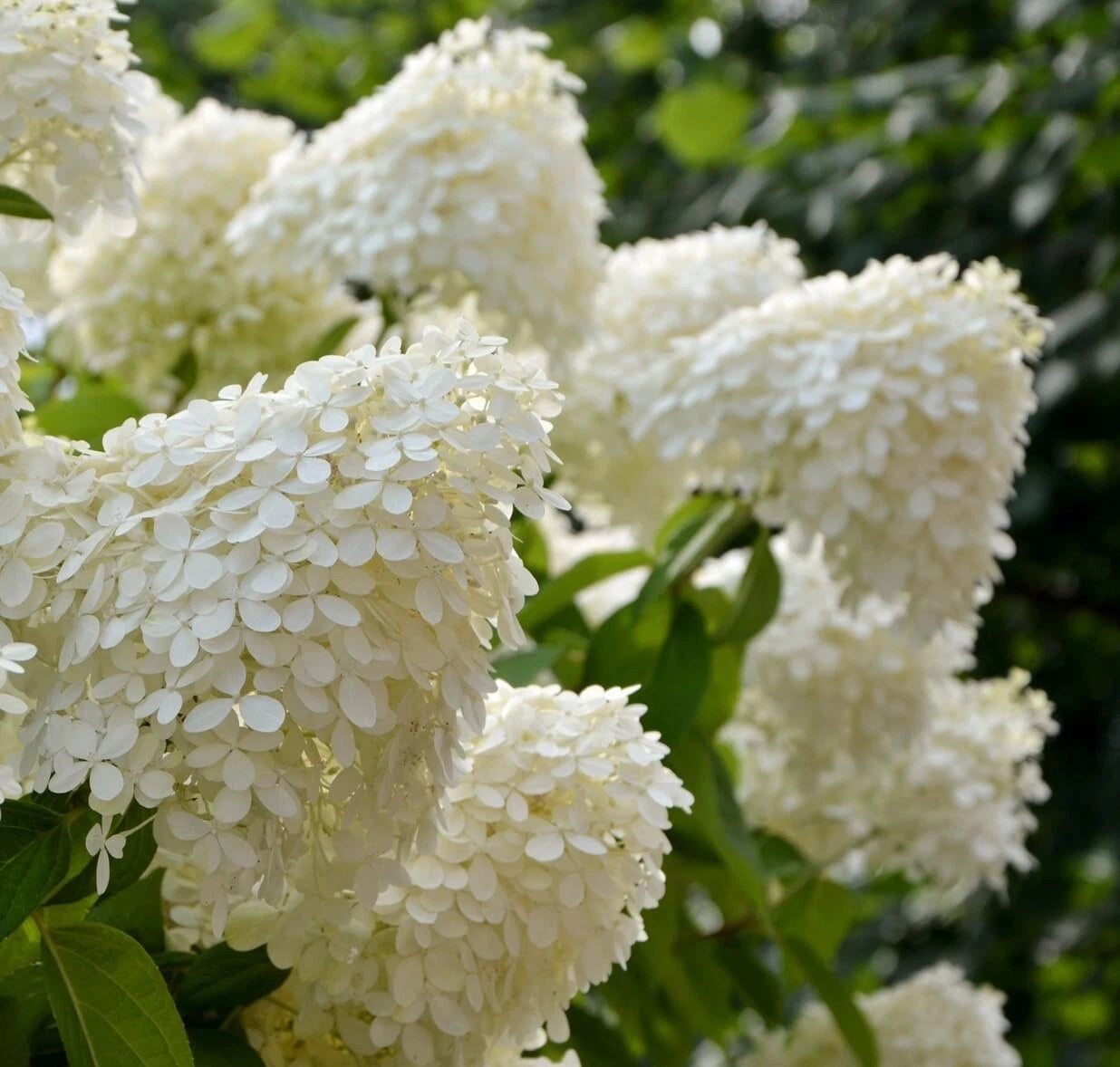 White Hydrangea Seedlings for Planting, 4-Inch Pots, Hydrangea macrophylla