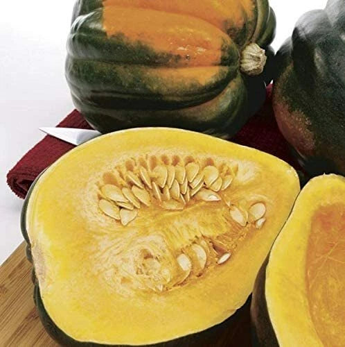Acorn Squash Seeds - 50 Pack - Nutritious Table Squash - Cucurbita pepo
