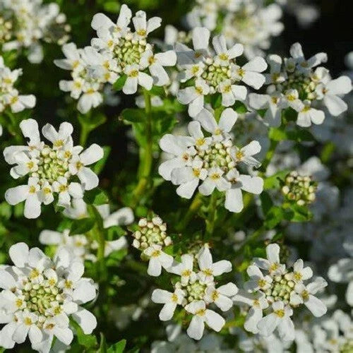 Candytuft Seeds, Tall Mix, Beautiful Pink, Lavender, White Flowers, Iberis umbellata, 50+ Seeds