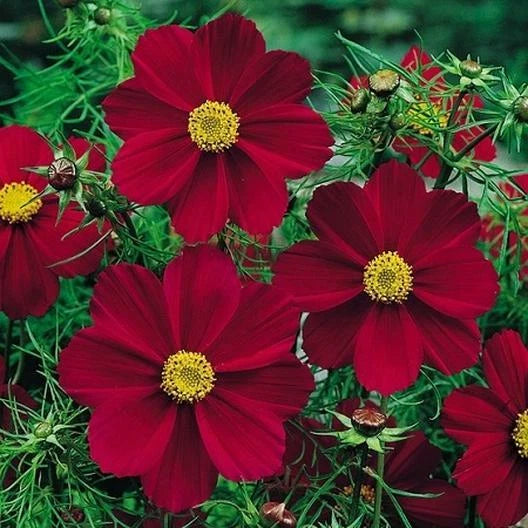 Cosmos Seeds - 50 Non-GMO Versailles Tetra Red Flower Seeds - Attracts Pollinators & Butterflies - Perfect for Gardens