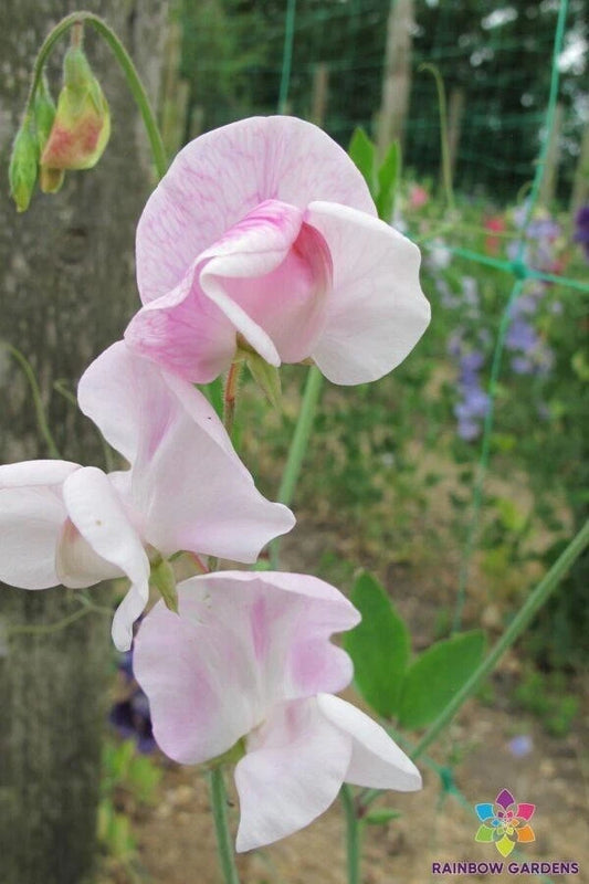 Enigma Sweet Pea Seeds - 50+ Pack for Garden Planting - Lathyrus odoratus - USA Made - Free Shipping
