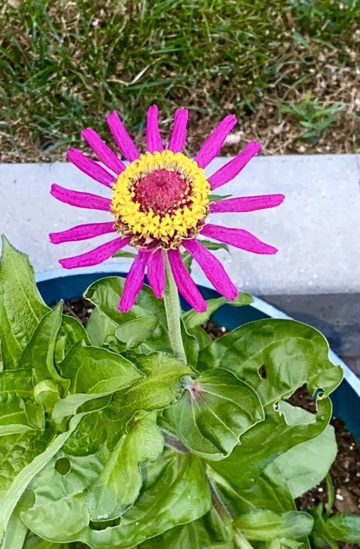50+ Cosmos Seeds Dazzler, Bipinnatus Annual, Butterfly Attracting, Free Shipping USA
