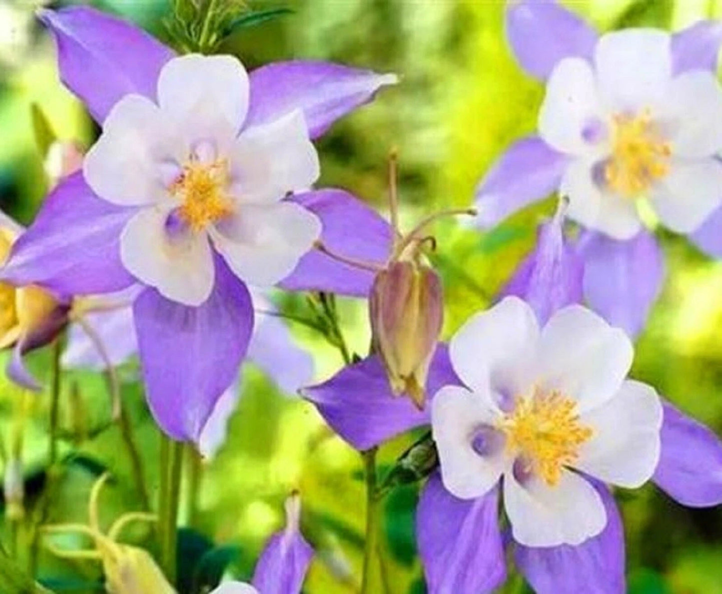 Blue Columbine Seeds - Aquilegia Perennial Flower Seeds - 100+ Seeds for Garden Planting