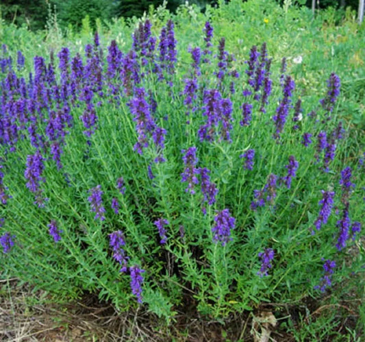 Hyssop Seeds 300+ Heirloom Perennial Non-GMO Herb for Garden - Hyssopus officinalis