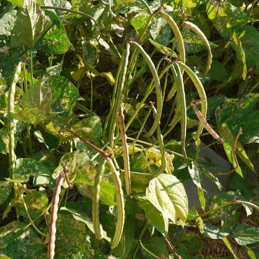 Mississippi Silver Hull Cowpea Seeds - Southern Silverskin Variety - Ideal for 2025 Planting - High Yielding Legume Seeds