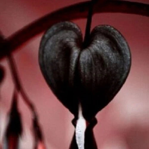 Black Bleeding Heart Seeds - 25 Perennial Flower Seeds - Lamprocapnos spectabilis - US Seller