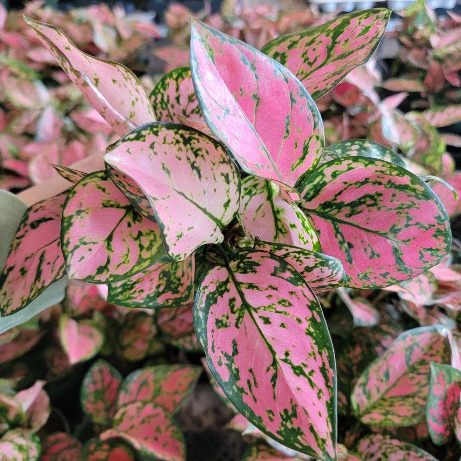 Aglaonema Lady Valentine | 3 Inch Pot | Easy Care Indoor Tropical Plant | Aglaonema commutatum