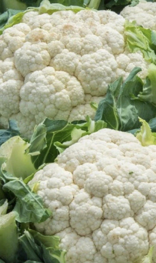 Cauliflower Seeds - 1,000 Count - Snowball Self Blanching - Brassica oleracea var. botrytis