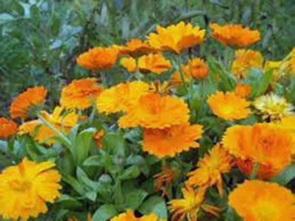 Calendula Seeds 500+ Pack, Vivid Golden Blooms, Newly Harvested, Calendula officinalis
