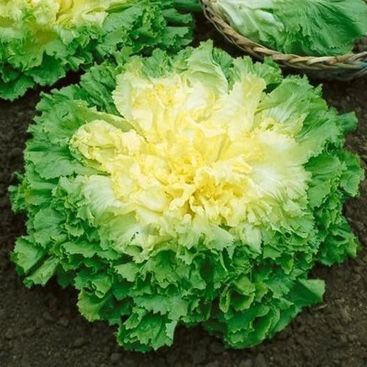 Broadleaf Batavian Endive Seeds - 1000 Non-GMO Heirloom Seeds (Escarole) - Free Shipping