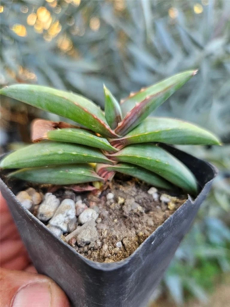 Aloe Pearsonii Small Rooted Cutting - Succulent Plant for Indoor Gardening, Natural Home Decor, Aloe Vera Variety