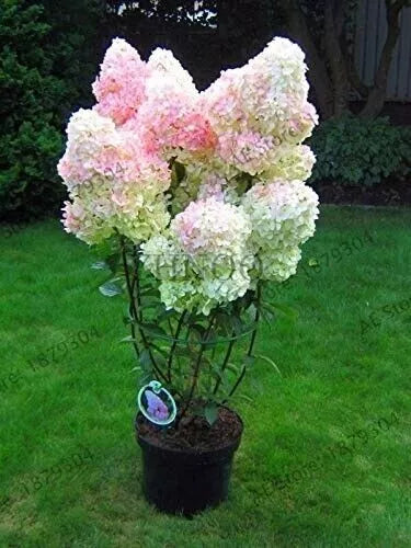 Vanilla Strawberry Hydrangea Cuttings 6-7" Unrooted, 5+2 Free, Hardy Zones 4-8, Hydrangea paniculata, White-Pink Blooms