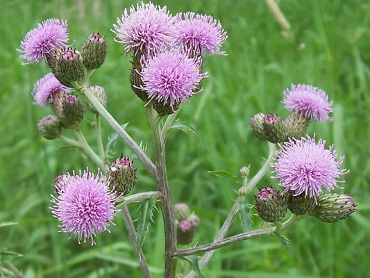 Creeping Thistle Seeds - 200+ Seeds for Garden Planting - Cirsium arvense - USA