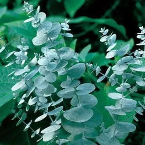Eucalyptus Seeds for Planting 50 Seeds - Dried Flowers & Decor, Eucalyptus globulus