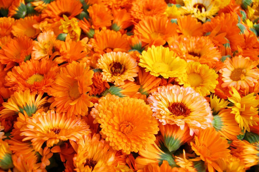 Calendula Seeds 250+ for Planting - Pacific Beauty Mix - Organic Garden Seeds - Calendula officinalis