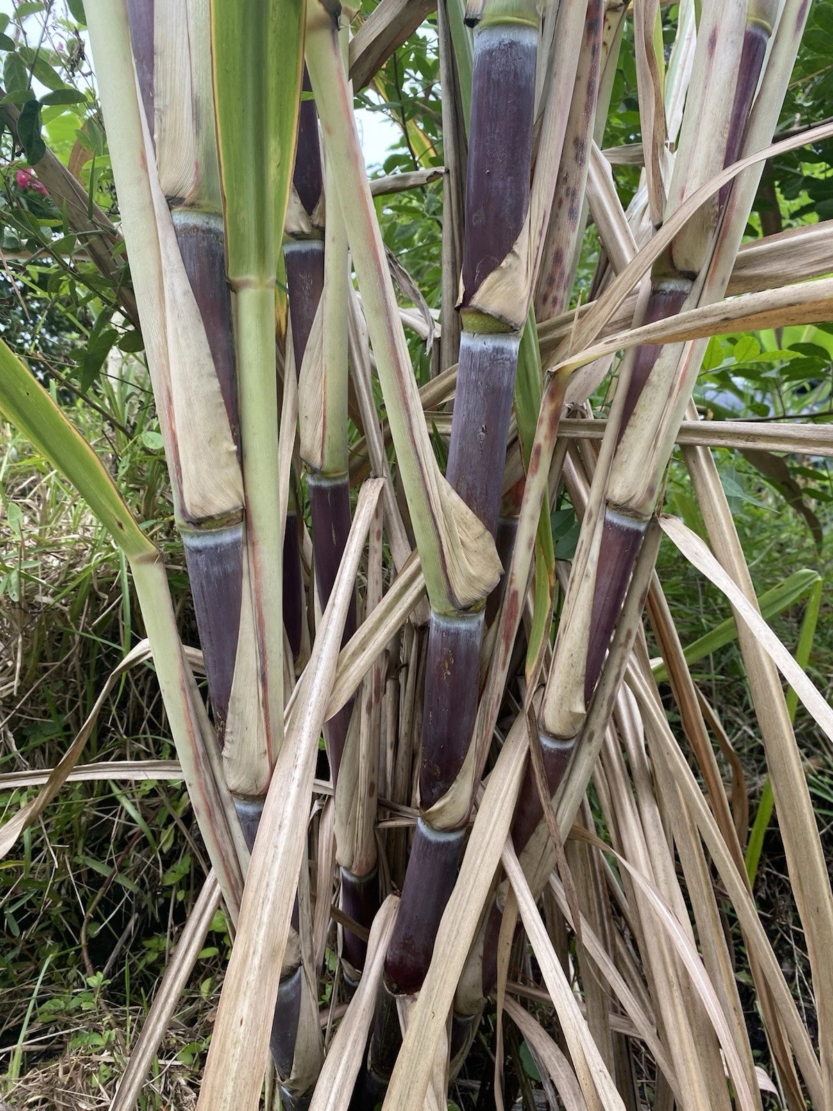 Organically Grown Sugar Cane Cuttings, 3 Large Pieces, Sweet Variety, Saccharum officinarum