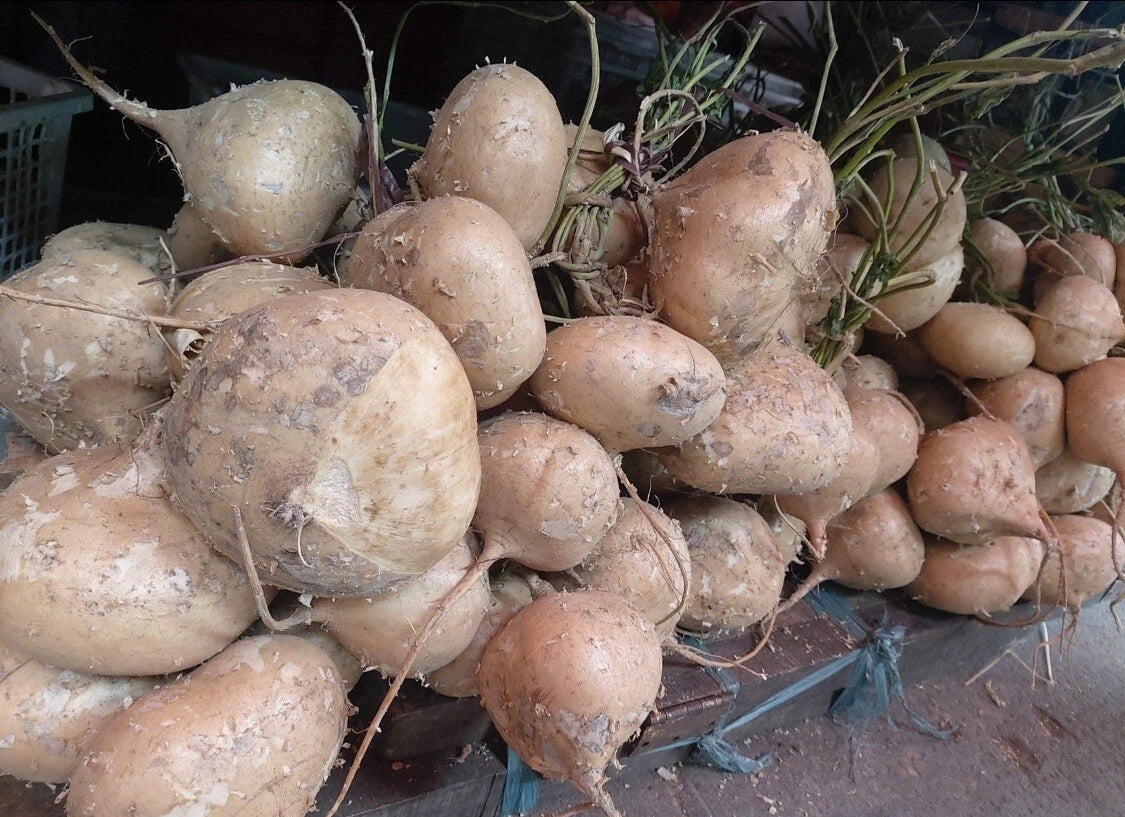 300+ Seeds Singkamas Mexican Yam Bean Root Cu Dau Man Kaew for Planting, Edible Bean Seeds, Heirloom Vegetable Seeds