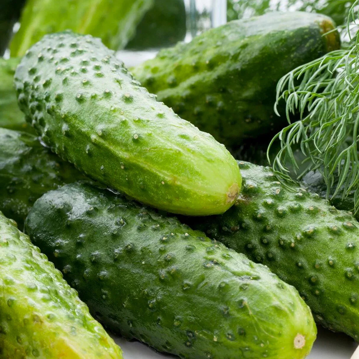 Boston Pickling Cucumber Seeds, Green Prolific Gherkin, NON-GMO, Heirloom Variety, Organic Seeds