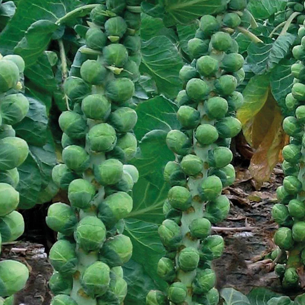 Brussels Sprouts Seeds - Non-GMO, Heirloom Variety - Brassica oleracea