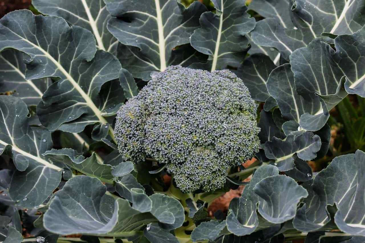 Broccoli Seeds 500 Pack Hancock Variety (Brassica oleracea) - Ideal for Early Fall and Winter Harvest