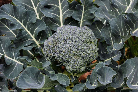 Broccoli Seeds 500 Pack Hancock Variety (Brassica oleracea) - Ideal for Early Fall and Winter Harvest