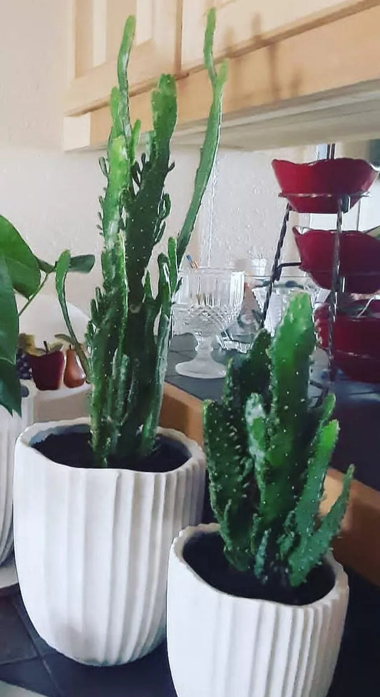 Joseph's Coat Cactus with Roots - 4-6 Inches - Opuntia x 'Joseph's Coat' - Colorful Succulent for Home or Garden