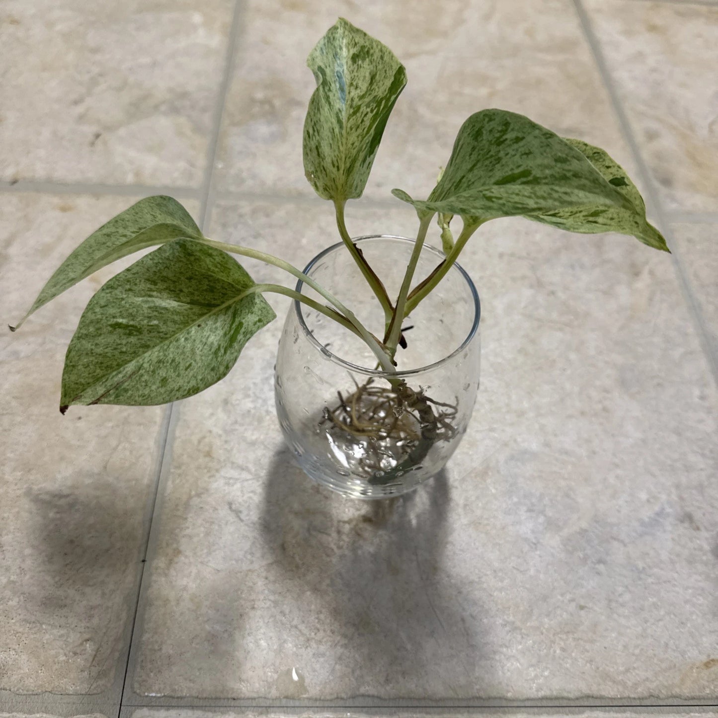 Pothos Cutting with Roots - Marble Queen Variety - Epipremnum aureum