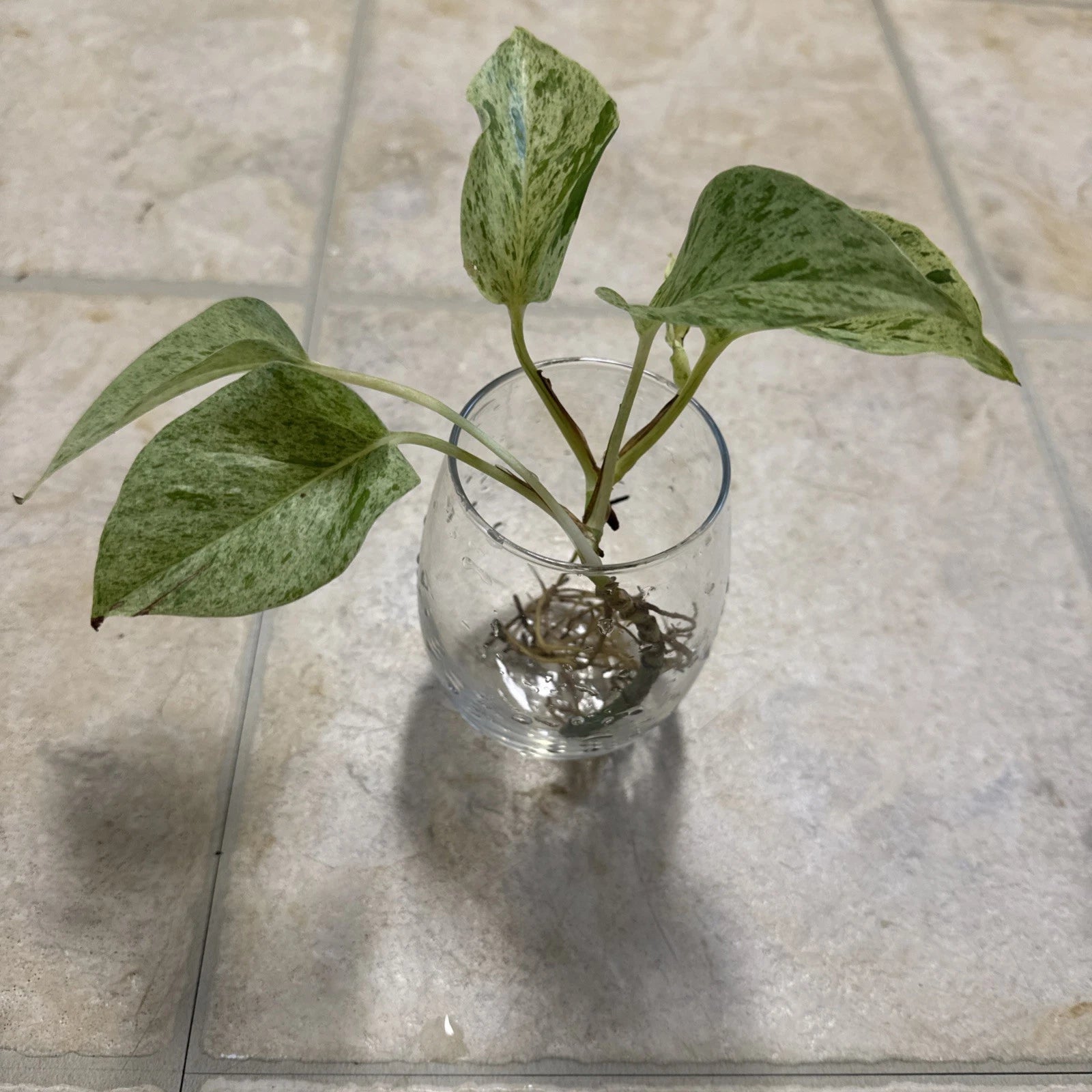 Pothos Cutting with Roots - Marble Queen Variety - Epipremnum aureum