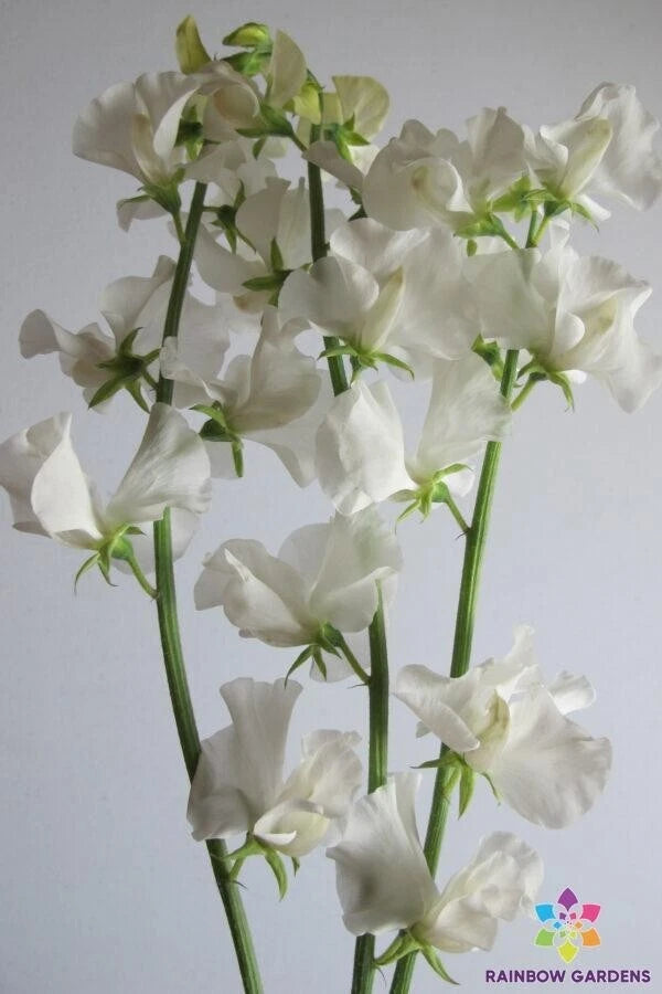 Aphrodite Sweet Pea Seeds - 50+ Premium Seeds for Garden Planting - Lathyrus odoratus - USA