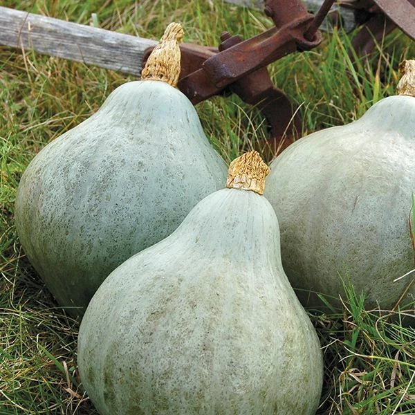 Blue Hubbard Squash Seeds - Heirloom Non-GMO Vegetable Seeds - Cucurbita maxima - Seed Store 1118