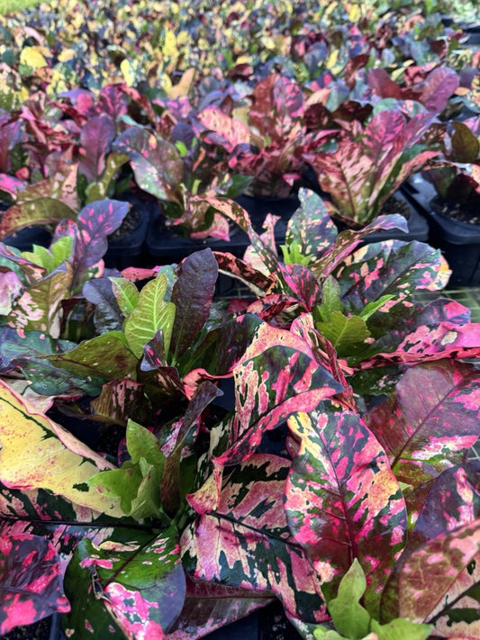 4 Live Outdoor Plants 4” Assorted Varieties - Ideal for Gardens and Patios - Perfect for Landscape Design