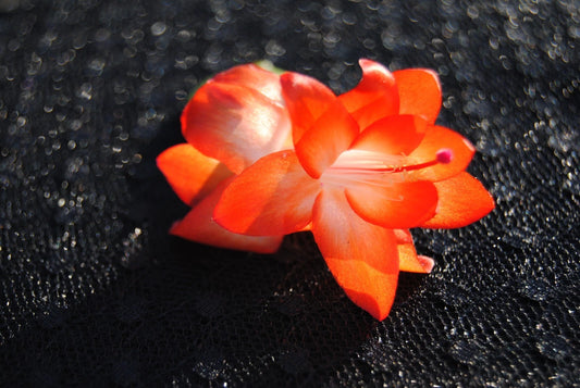 Christmas Cactus Starter Plant - Small Healthy Schlumbergera Truncata - Well Rooted Succulent for Holiday Decor