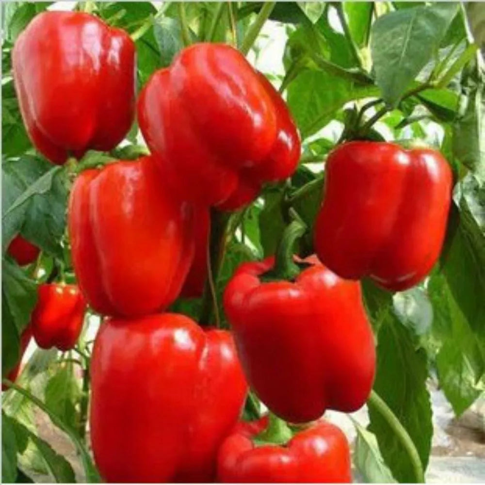 Big Red Sweet Bell Pepper Seeds, Heirloom NON-GMO, Variety Sizes, Capsicum annuum, Free Shipping