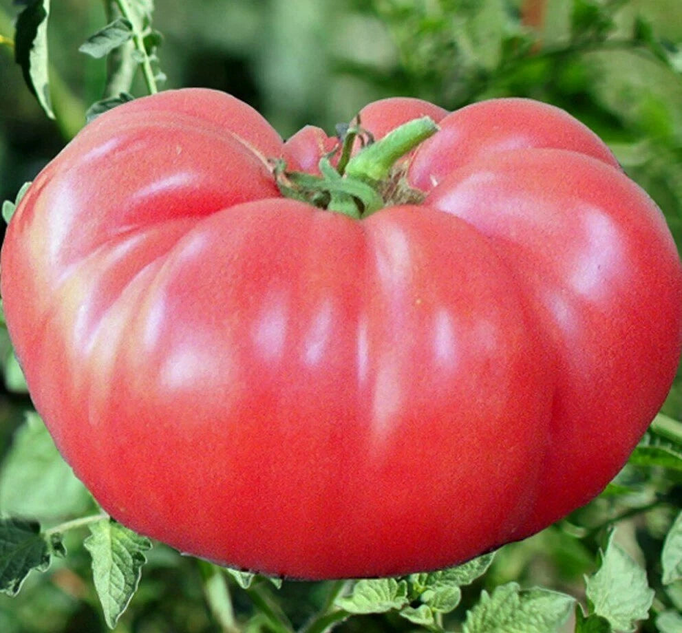 Pink Brandywine Tomato Seeds 50+ Count Indeterminate Heirloom Vegetable Garden Seeds