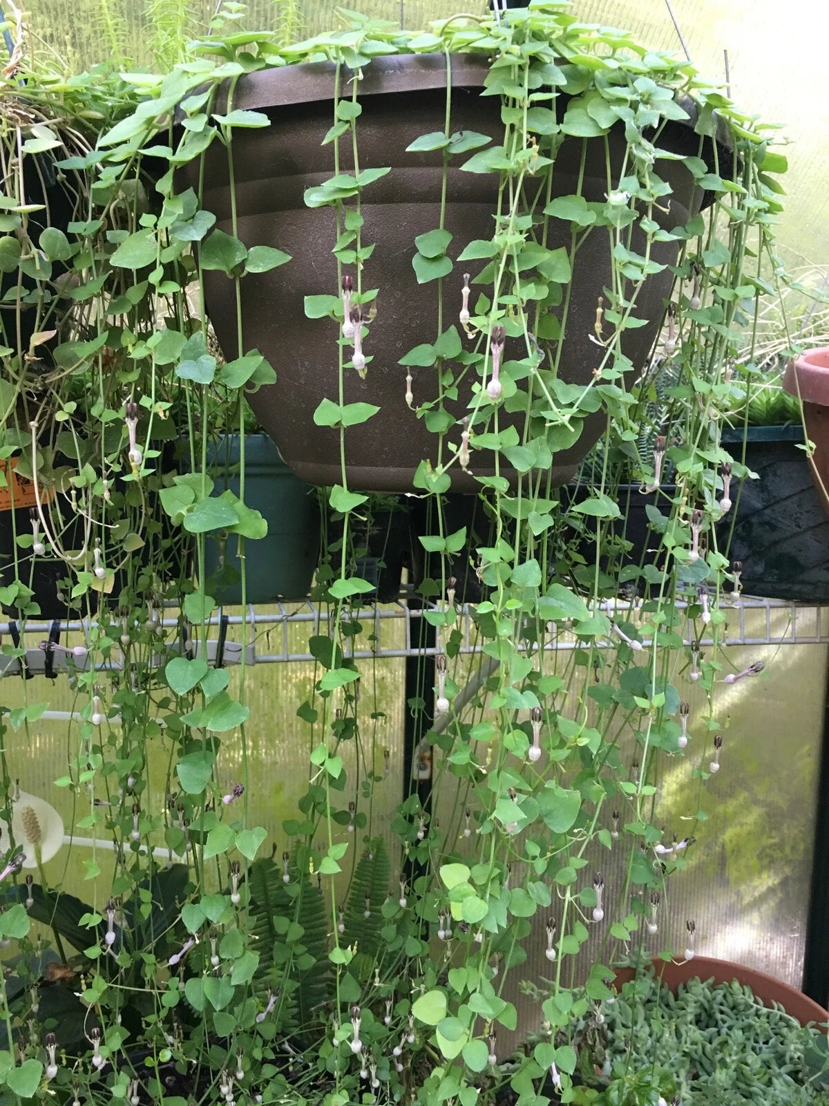 String of Hearts Cuttings 8" - Ceropegia woodii - Rosary Vine - Live Plant Cut to Order