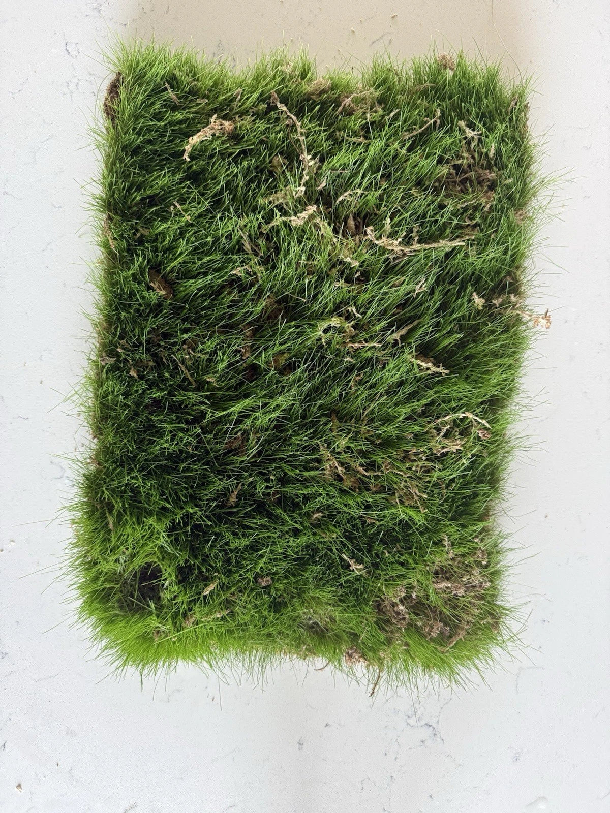 Kentucky Blue Grass Sod Strip 1’x18” Root Bound Piece - Soilless Lawn Care (Poa pratensis)