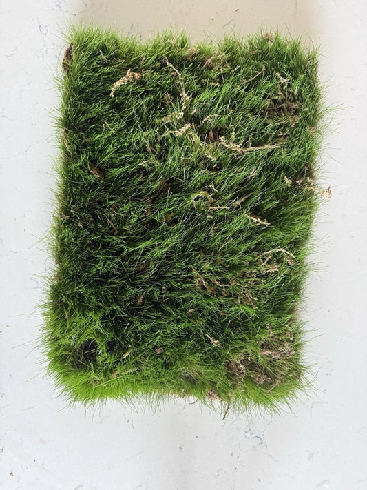 Kentucky Blue Grass Sod Strip 1’x18” Root Bound Piece - Soilless Lawn Care (Poa pratensis)